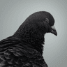 Profile picture of Aaron