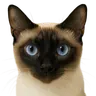 Profile picture of xiucat