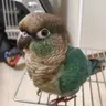 まえぽんのプロフィール画像