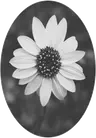 Profile picture of flower