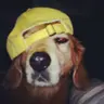 Profile picture of Silly