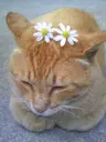 猫に夢のプロフィール画像